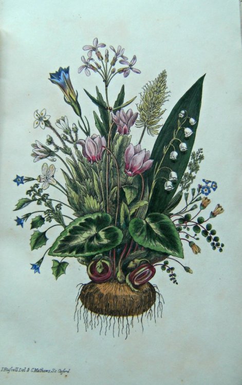 A Flora of Tunbridge Wells, being a list of indigenous plants within a radius of fifteen miles around that place. [Lindfield Borrer's copy]