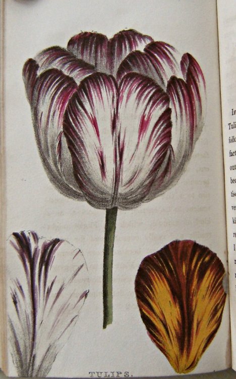 A Concise and Practical Treatise on the growth and culture of the carnation, pink, auricula, polyanthus, ranunculus, tulip, hyacinth, rose and other flowers; including a dissertation on soils and manures and containing catalogues of the finest and most es