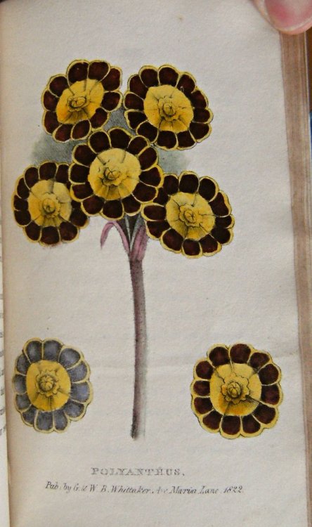 A Concise and Practical Treatise on the growth and culture of the carnation, pink, auricula, polyanthus, ranunculus, tulip, hyacinth, rose and other flowers; including a dissertation on soils and manures and containing catalogues of the finest and most es