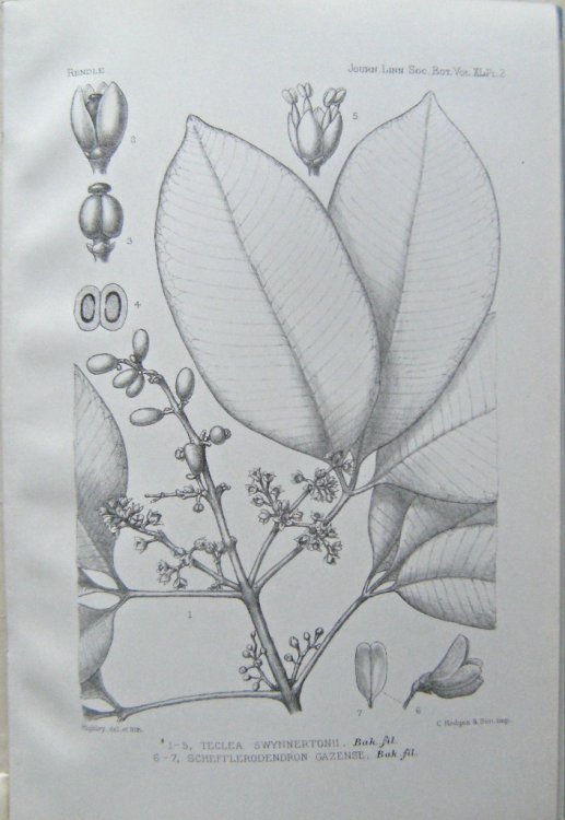 A Contribution to Our Knowledge of the Flora of Gazaland