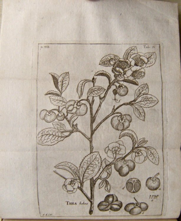 Amoenitates academicae; seu dissertationes variae physicae, medicae, botanicae, antheac seorsim editate nunc ollectae et auctae cum Tabulis anenaeis. Volumen Septimum (Volume 7). [Contains the first published botanical study of the tea plant.]