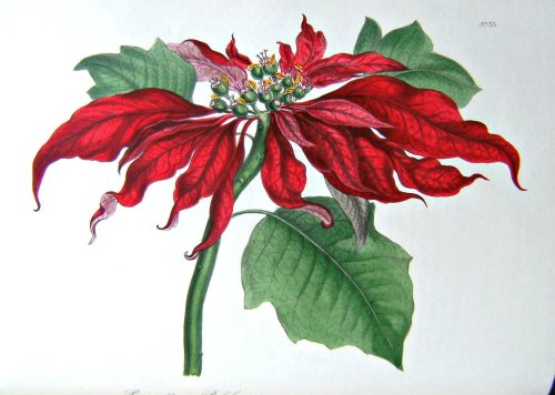 The Floral Cabinet, and Magazine of Exotic Botany - 3 Volumes