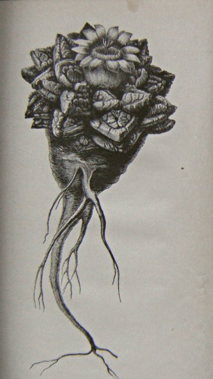 Autobiography and recollections of incidents connected with horticultural affairs, etc., from 1807 up to this day 1892, with portrait and allegorical figures, with an appendix of retrospective incidents omitted or forgotten