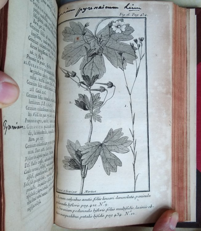 Flora Gallo-Provincialis