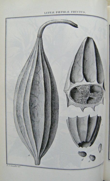 Icones et Descriptiones Plantarum, with bibliographical notes by F.A. Stafleu [William T. Stearn's copy]