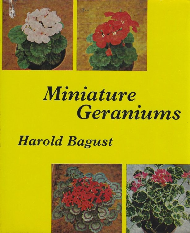 Miniature Geraniums