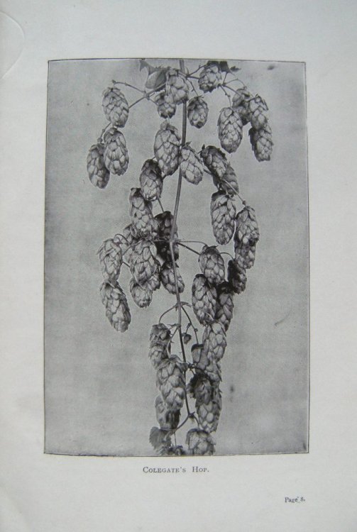 The Hop and Its Constituents: A Monograph on the Hop Plant.