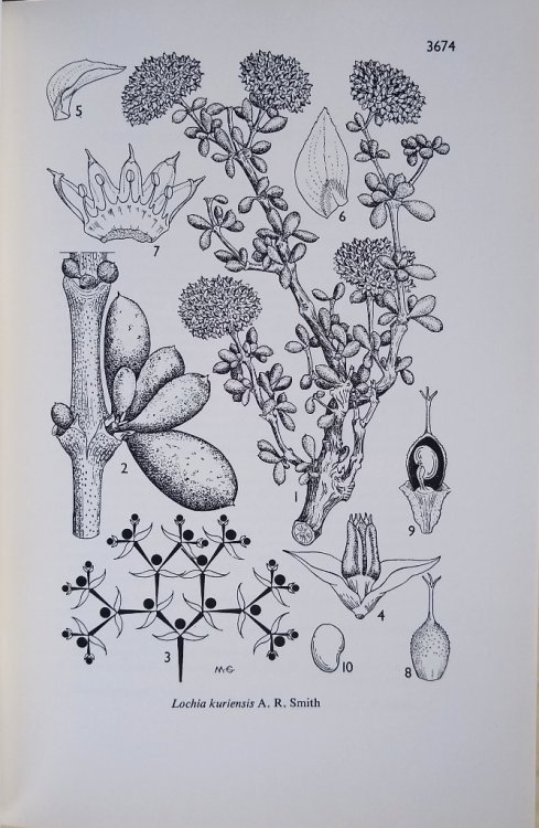 Hooker's Icones Plantarum (A selection of plates on plants of Socotra) - Volume VII part IV (tabula 3674, 3678-3682, 3684-3686, 3689, 3691-3693, 3695-3700)