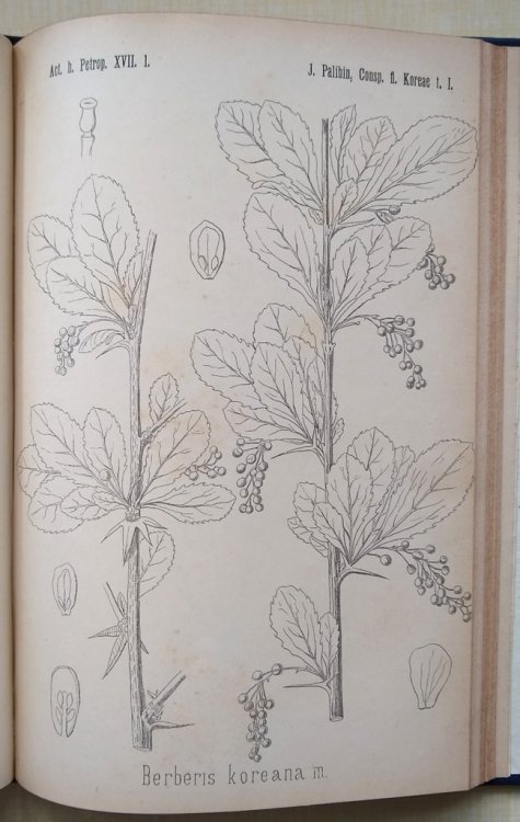 Conspectus Florae Koreae