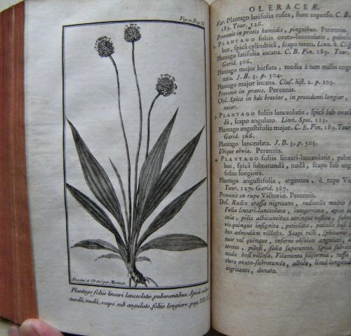 Flora Gallo-Provincialis [Will Ingwersen's copy]