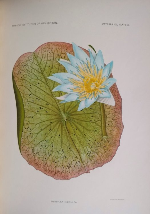 The Waterlilies - A Monograph of the Genus Nymphaea