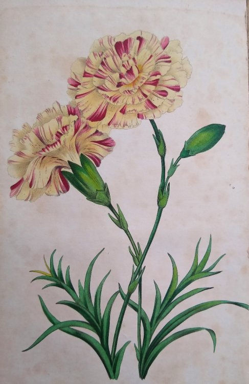 The Horticultural Register and General Magazine. Volumes 1 - 5.