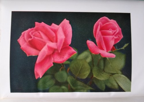 The Practical Book of Outdoor Rose Growing