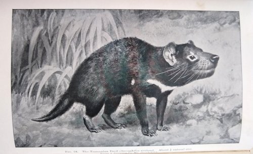 A Naturalist in Tasmania