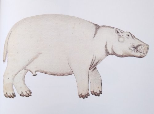 Africana Animals [Olive Hilliard's copy]