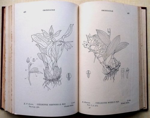 The Flora Of The South Indian Hill Stations: Ootacamund, Coonoor, Kotagiri, Kodaikanal, Yeracaud and the country around