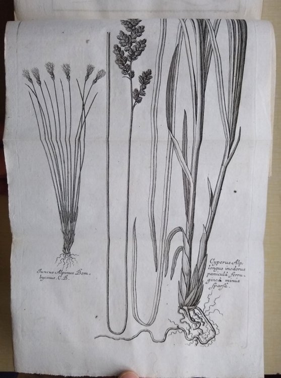 Agrostographia, sive, graminum, juncorum, cyperorum, cyperoidum iisque affinium historia. Accesserunt Alberti v. Haller Synonyma nuperiora, graminum septuaginta species, de generibus graminum epicrisis, denique plantae rhaeticae itineris anno 1709 a J. Sc