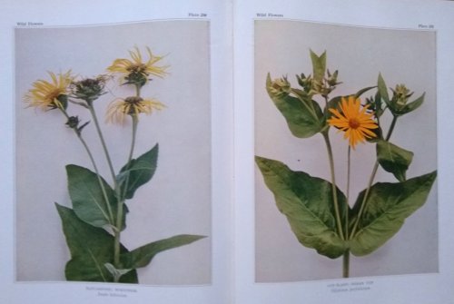 Wild Flowers [John Prizeman's copy]