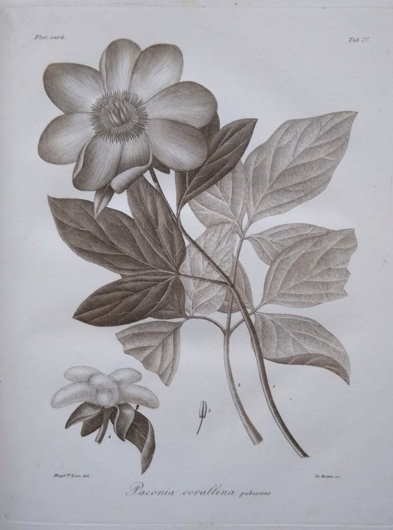 Flora Sardoa seu Historia Plantarum in Sardinia et adjacentibus insulis vel sponte nascentium vel ad utilitatem latius excultarum [+ Carta della Sardegna, annessa alla 1a parte del viaggio in cetta Isola del Colonello A. della Marmora. 2da Edizione.