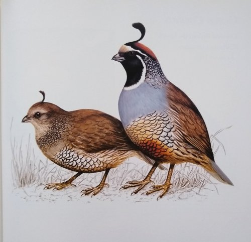 Image for The Atlas of Quails The Atlas of Quails