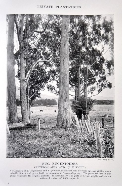 Trees From Other Lands for Shelter and Timber in New Zealand - Eucalypts