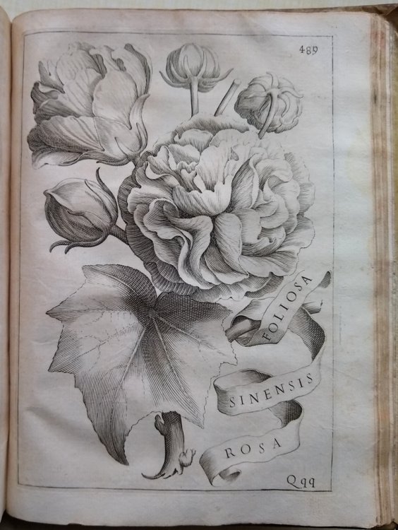 Flora: Overo Cultura Di Fiori