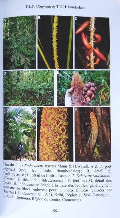 Flore du Cameroun - Part 44 : Arecaceae - Palmae