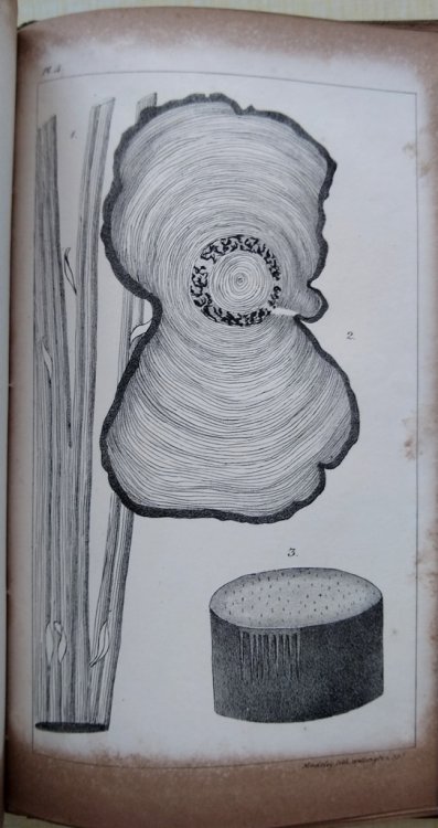 Vegetable Organography; or, An Analytical Description of the Organs of Plants