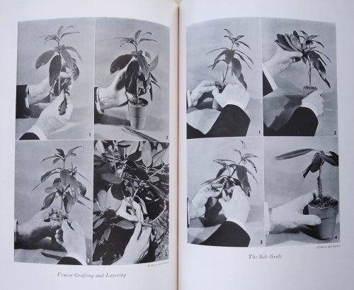 Rhododendrons and Azaleas - their origins, cultivation and development [Dan Mayers' copy]