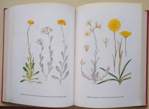 Flora of South Australia. Part III : Polemoniaceae - Compositae