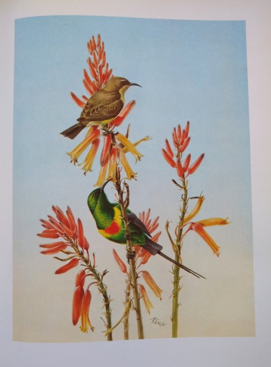 Birds of the African Bush