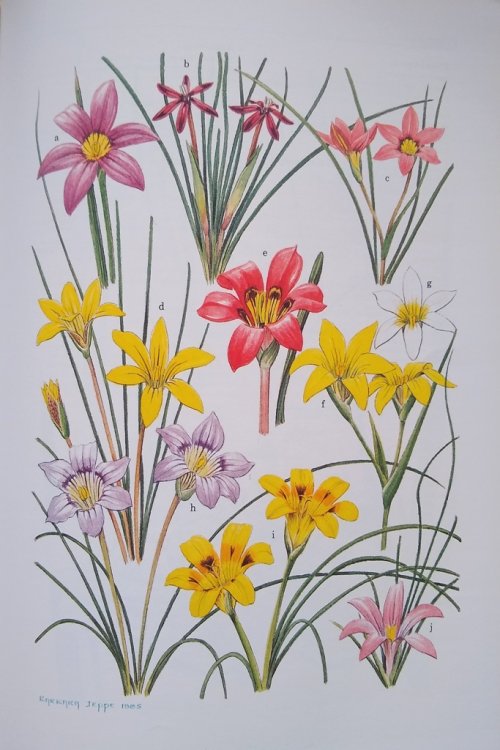 Spring and Winter Flowering Bulbs of the Cape