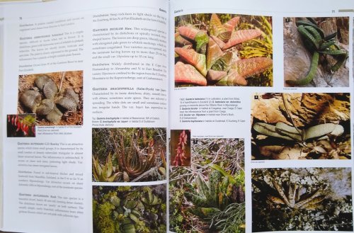 Succulents of Southern Africa