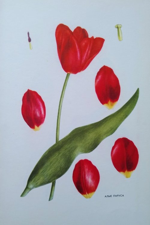 New Varieties of Tulips Selected From the Botanical Garden [a very rough transliteration !)