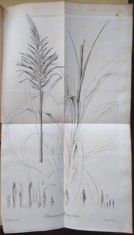 Blumenbachia, novum e Loasearum familia genus adiectis observationibus super nonnullis aliis rarioribus aut minus cognitis plantis
