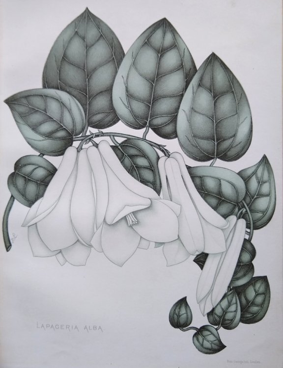 Twelve White Flowers [Vicky Matthews' copy]