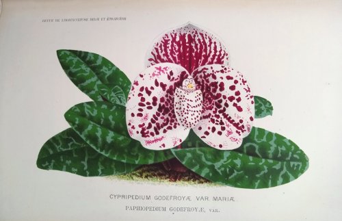 Le Livre des Orchidees
