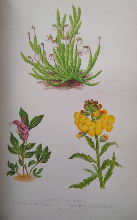 Les Plantes Alpines. Choix des Plues Belles Especes: description, station, excursions, culture, emploi. [Will Ingwersen's copy]