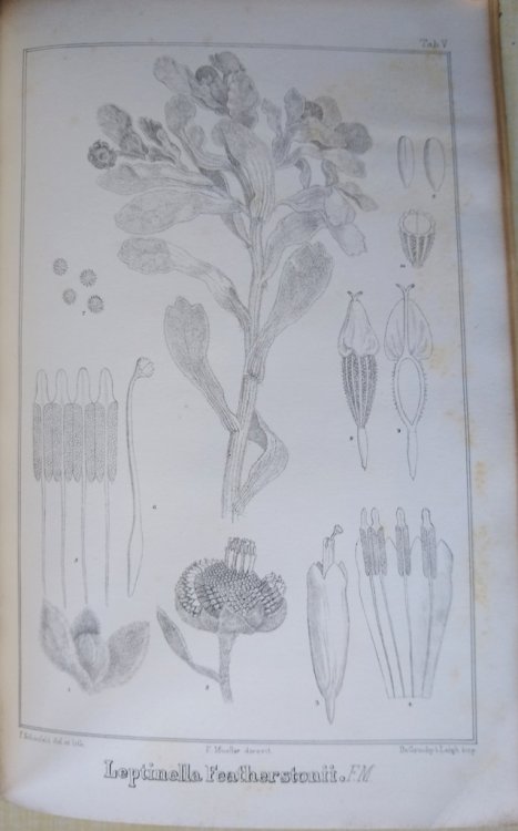 The Vegetation of the Chatham-Islands, sketched by Ferdinand Mueller (Will Ingwersen's copy]