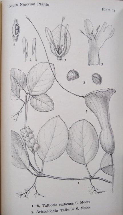 Image for Catalogue of the Plants Collected By Mr & Mrs P.A. Talbot in the Oban District of South Nigeria Catalogue of the Plants Collected By Mr & Mrs P.A. Talbot in the Oban District of South Nigeria