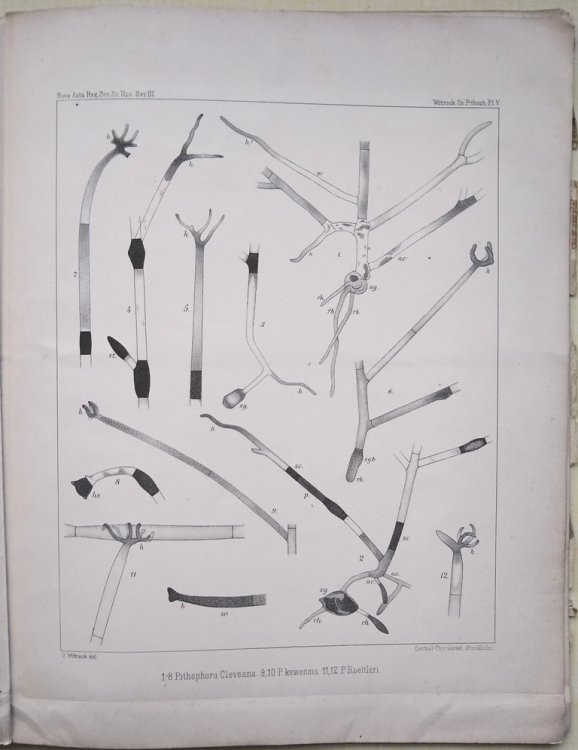 On the Development and Systematic Arrangement of the Pithophoraceae, a New Order of Algae [Robert Brown's copy]