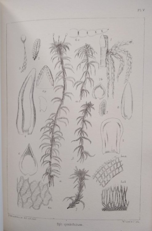 The Sphagnaceae or Peat-Mosses of Europe and North America