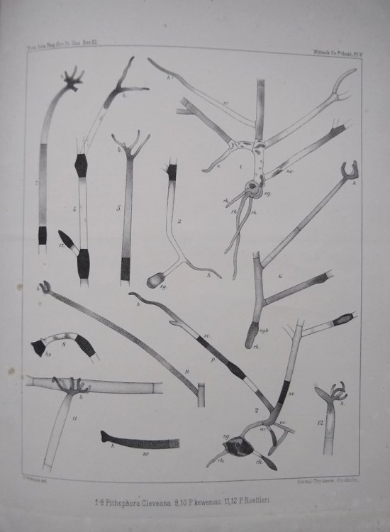 On the Development and Systematic Arrangement of the Pithophoraceae, a New Order of Algae