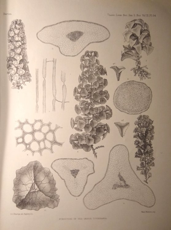 A Systematic and Structural Account of the Genus Turbinaria, Lamx