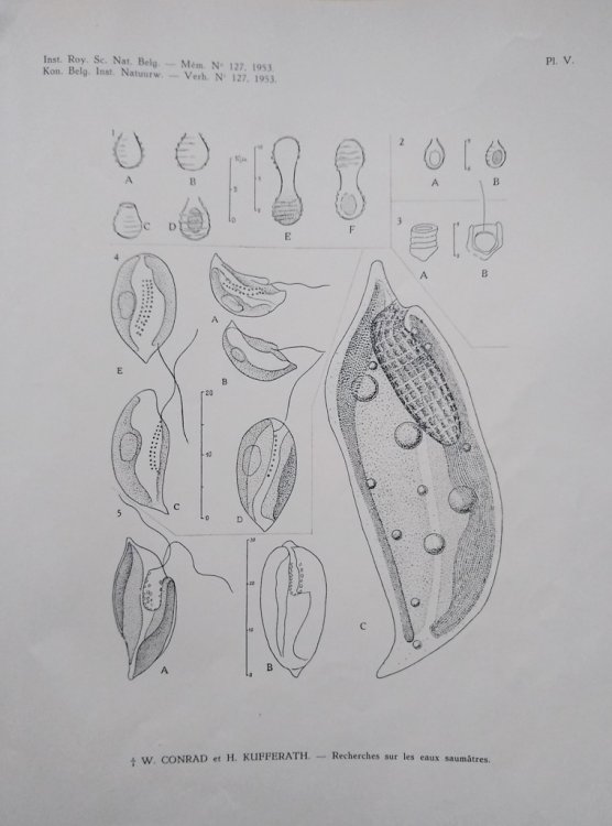 Recherches sur les Eaux Saumatres des Environs de Lilloo. Part II - Partie Descriptive, Algues et Protistses - Considerations Ecologiques