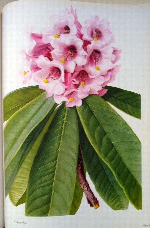 The Rhododendron. Volumes 1 & 2