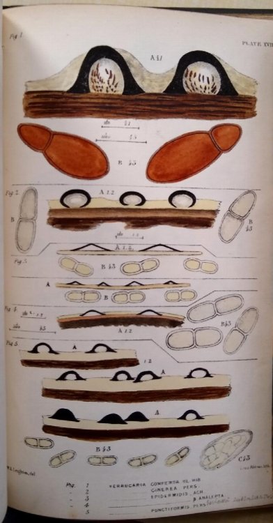 The British Species of Angiocarpous Lichens, elucidated by their sporangia