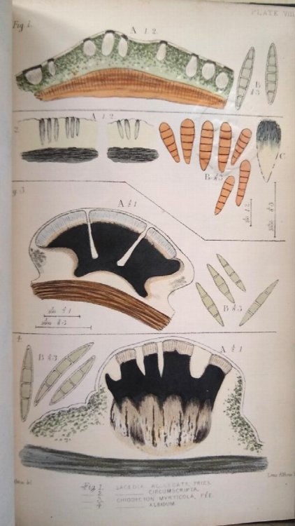 The British Species of Angiocarpous Lichens, elucidated by their sporangia