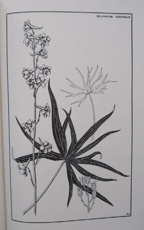 The Garden of Larkspurs