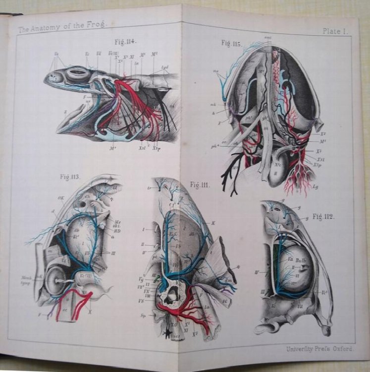 The Anatomy of the Frog